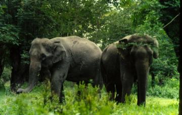 Wild Elephant Valley_Yunnan_China