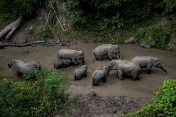 Wild_Elephant_Valley_yunnan_china_02