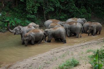 Wild_Elephant_Valley_yunnan_china_05