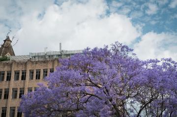 Blue_Jacaranda_Kunming_Yunnan_China_01