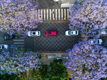 Blue_Jacaranda_Kunming_Yunnan_China_02