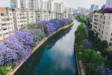 Blue_Jacaranda_Kunming_Yunnan_China_03