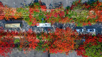 Flamboyant_Flowers_Yunnan_China_01