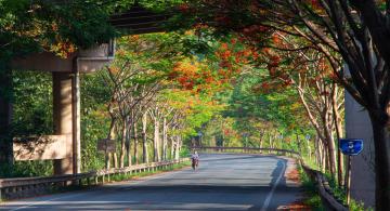 Flamboyant_Flowers_Yunnan_China_02