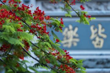 Flamboyant_Flowers_Yunnan_China_05