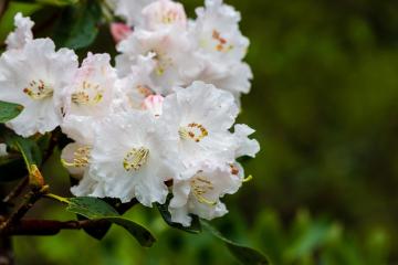 Rhododendron_Kunming_China_01