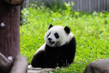 Panda_Chengdu_China